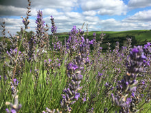 Load image into Gallery viewer, Dr Hauschka - Moor Lavender Calming Body Oil

